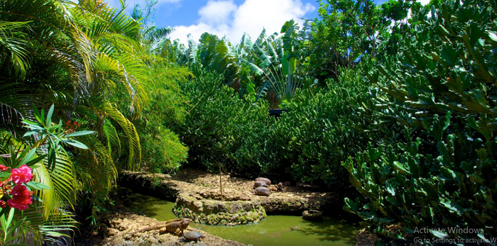 Không gian tự nhiên của khu bảo tồn động vật hoang dã ở Barbados