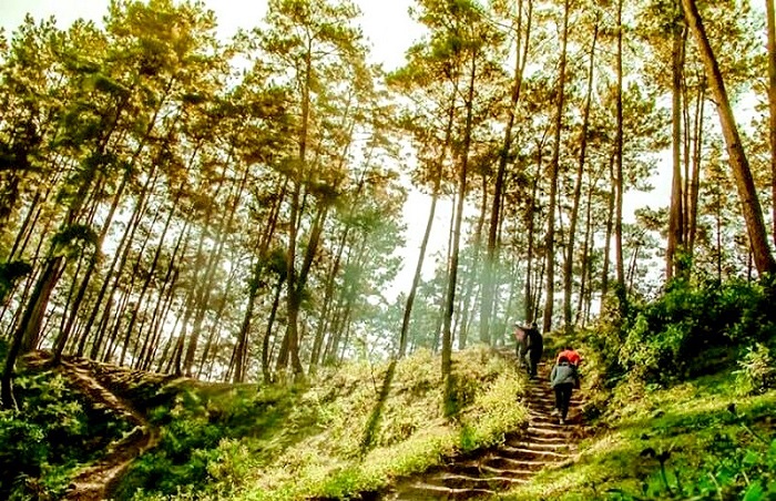 Nằm về phía Đông của thành phố Hà Giang, rừng thông Yên Minh đẹp ngút ngàn đưa ta lạc vào thảo nguyên mênh mông.