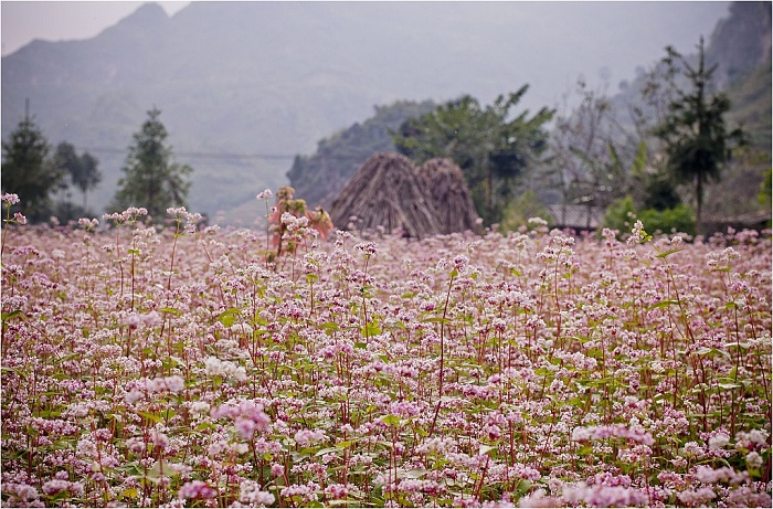 Hà GiangTháng cuối năm, trên khắp nẻo đường Hà Giang, có thể dễ dàng bắt gặp những cánh đồng hoa tam giác mạch nhuộm sắc hồng và tím