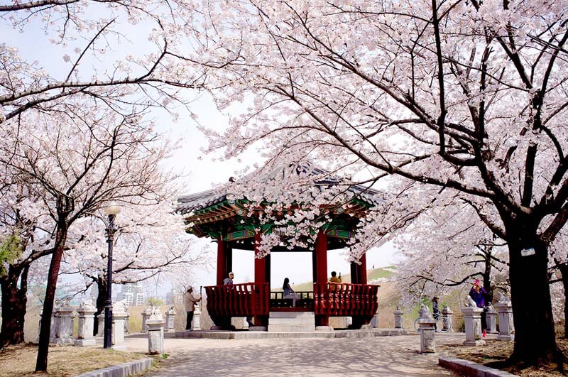 Mùa xuân ở Hàn 